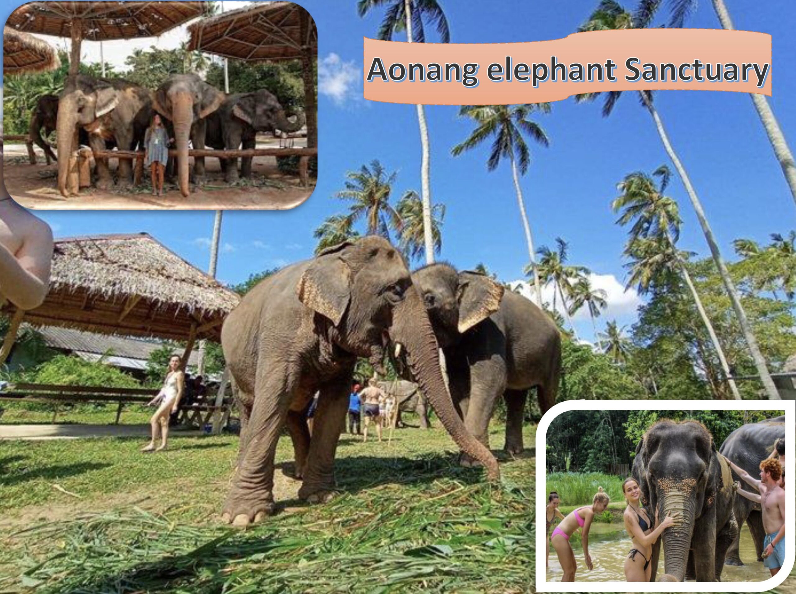 AONANG ELEPHANT SANCTUARY - HALF DAY TOUR - KRABI ADVENTURE TOUR